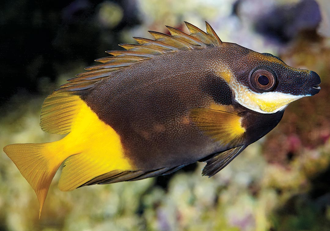 Bicolor Fiji Foxface