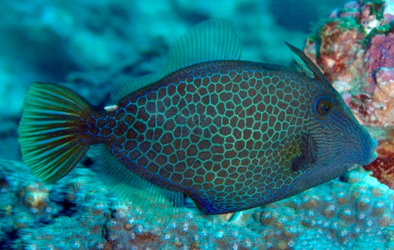 Honeycomb Filefish - Violet Aquarium