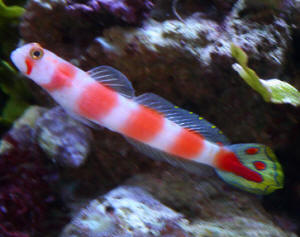 Flagtail Shrimp Goby - Violet Aquarium