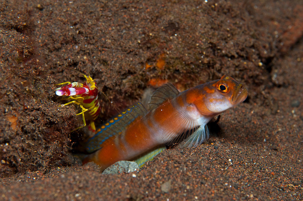 Flagtail Shrimp Goby - Violet Aquarium