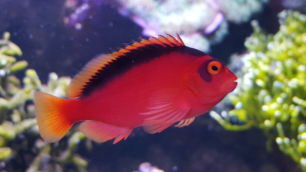 Flame Hawkfish - Violet Aquarium