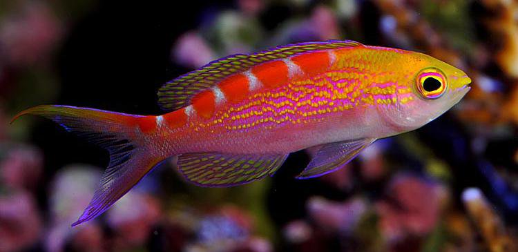 Red Saddled Anthias - Violet Sea Fish and Coral