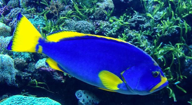Blue and Yellow Grouper - Violet Sea Fish and Coral