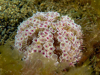 Flower Sea Urchin - Violet Sea Fish and Coral