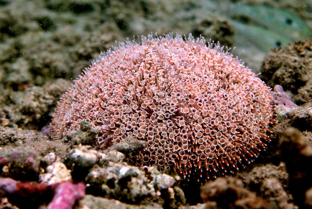 Flower Sea Urchin - Violet Sea Fish and Coral