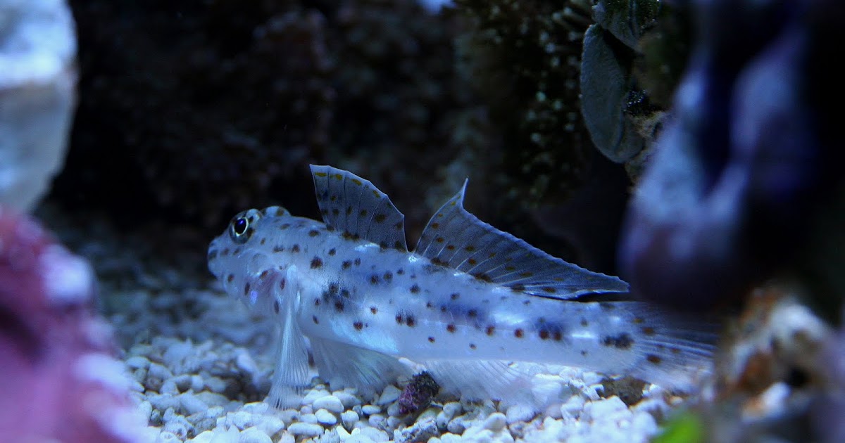 Cave Transparent Fusi Cleaner Goby - Violet Aquarium