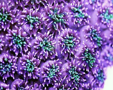 Galaxea Coral (Green) - Violet Sea Fish and Coral