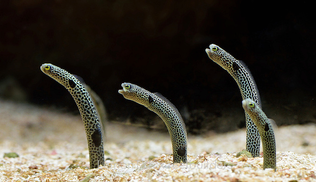 Spotted Garden Eel - Violet Sea Fish and Coral