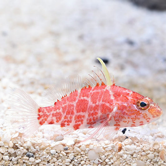 Geometric Pygmy Hawkfish - Violet Sea Fish and Coral