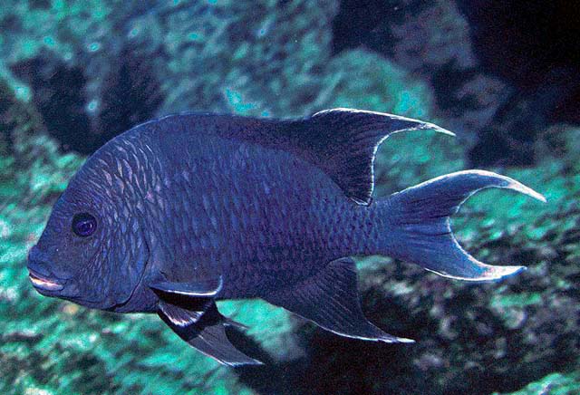 Giant Damselfish (Costa Rica)