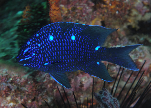 Giant Damselfish (Costa Rica)