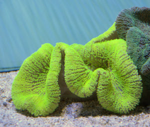 Carpet Anemone (Gigantea) Size: XXL/SHOW 12" and Above Diameter