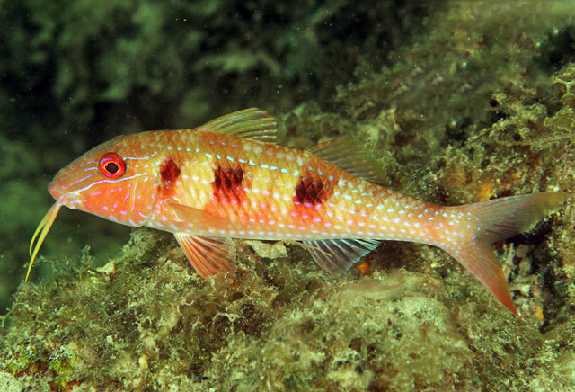 Red Goatfish - Violet Aquarium