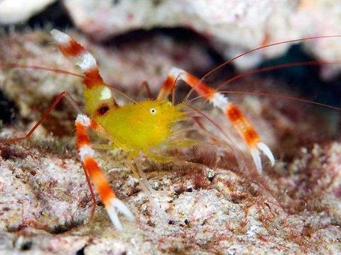 Golden Coral Banded Shrimp