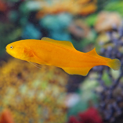Yellow Eel Goby - Violet Sea Fish and Coral