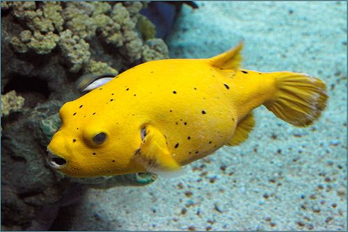 Golden Pufferfish - Violet Sea Fish and Coral