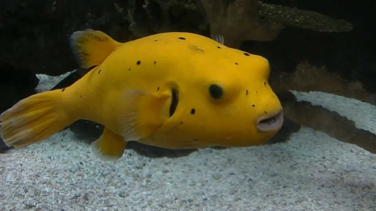 Golden Pufferfish - Violet Sea Fish and Coral