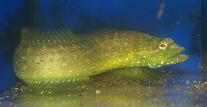 Green Wolf Eel - Violet Sea Fish and Coral