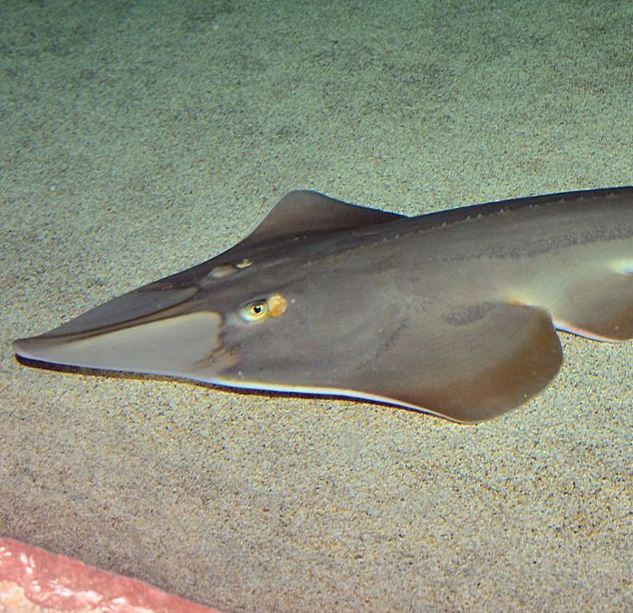 Clear Nose Guitarfish Size: S 5"-7"