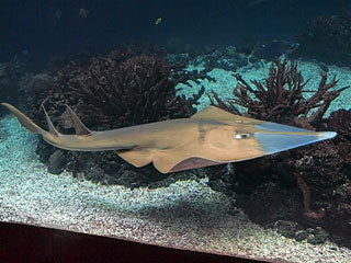 Clear Nose Guitarfish Size: S 5"-7"