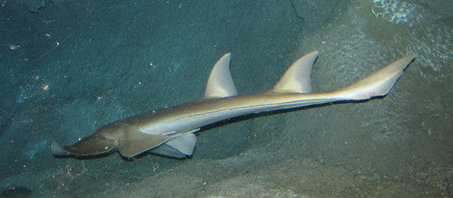 Clear Nose Guitarfish Size: S 5"-7"