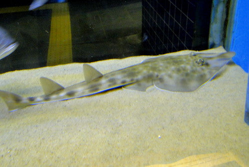 Clear Nose Guitarfish Size: S 5"-7"