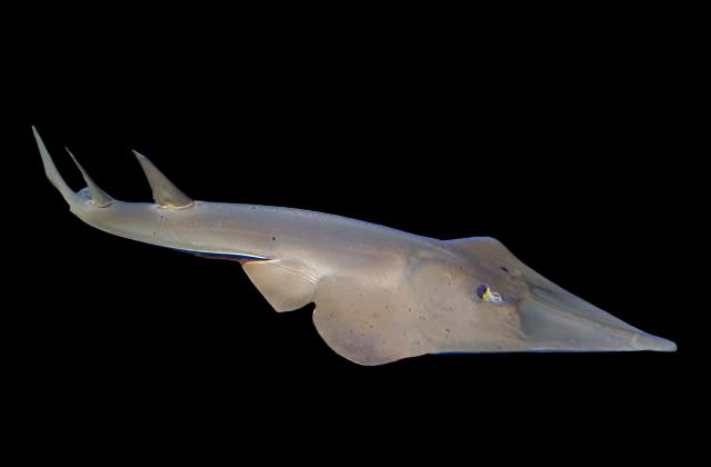 Clear Nose Guitarfish Size: S 5"-7"