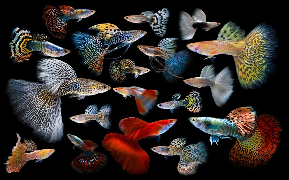 Assorted Male Guppies Maldives Breed