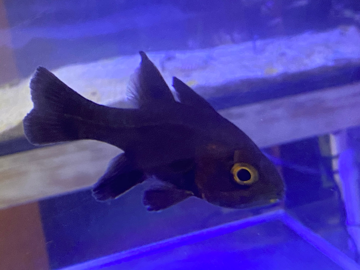 Jet Black Cardinal Fish Size: L 4" to 5"