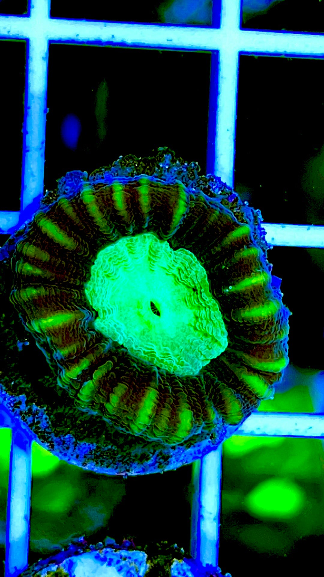 Toxic Spill Candy Cane