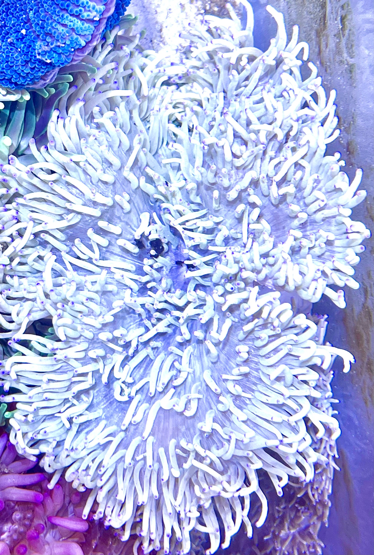 Long Tentacle Anemone Size S: 2" to 3"