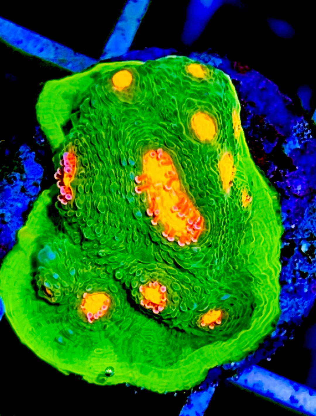 VA Mummy Eye Chalice