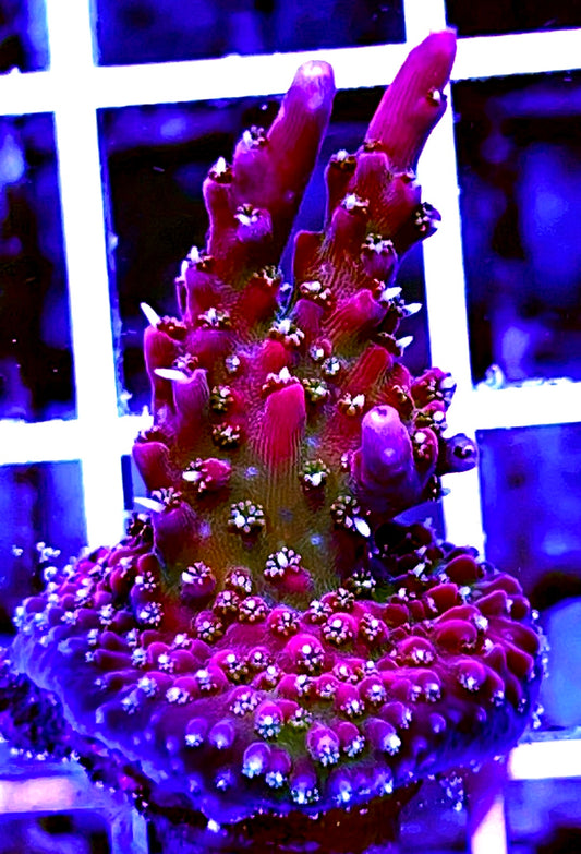 Fancy Burgundy Nebula Acropora