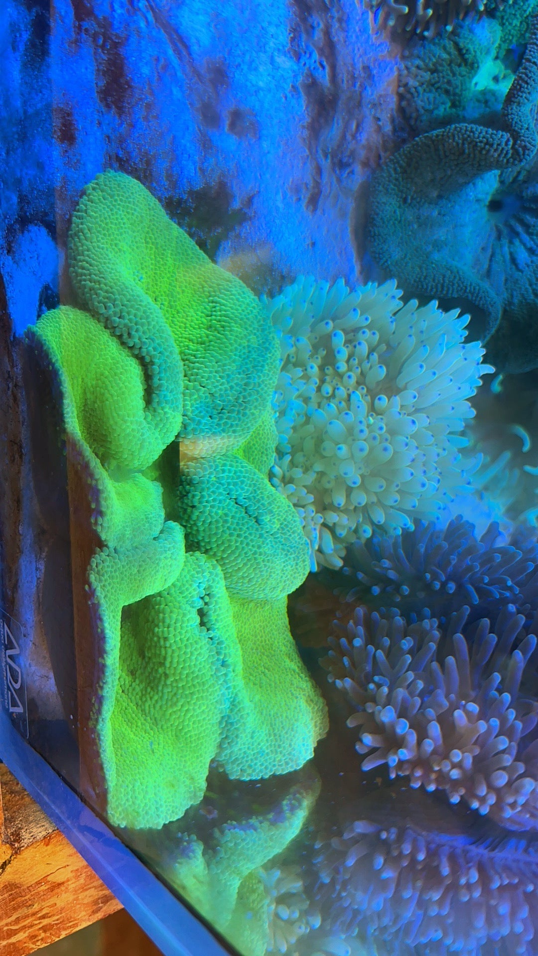 Neon Green Carpet Anemone (Haddoni) Size: S 2" to 3" - Violet Aquarium