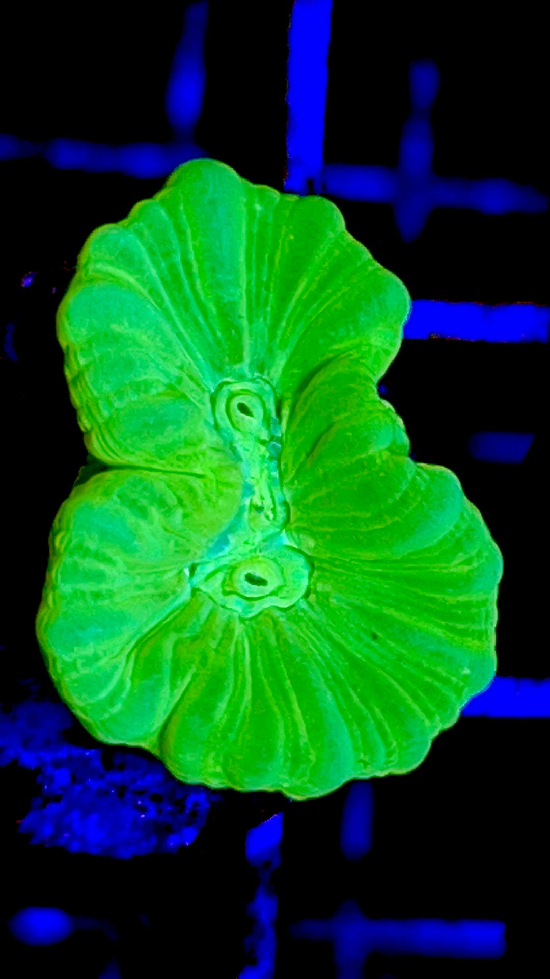 Kryptonite Candy Cane