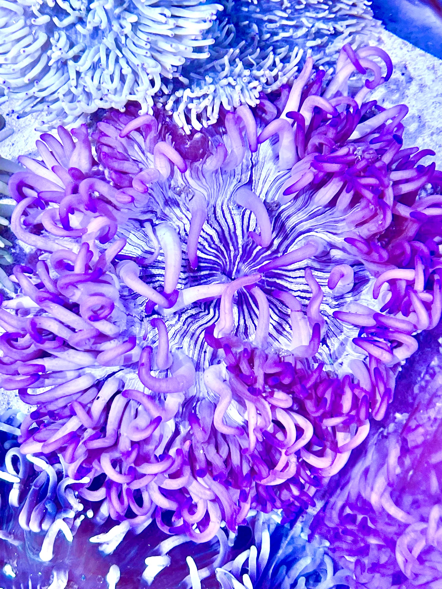 Long Tentacle Anemone Size S: 2" to 3"