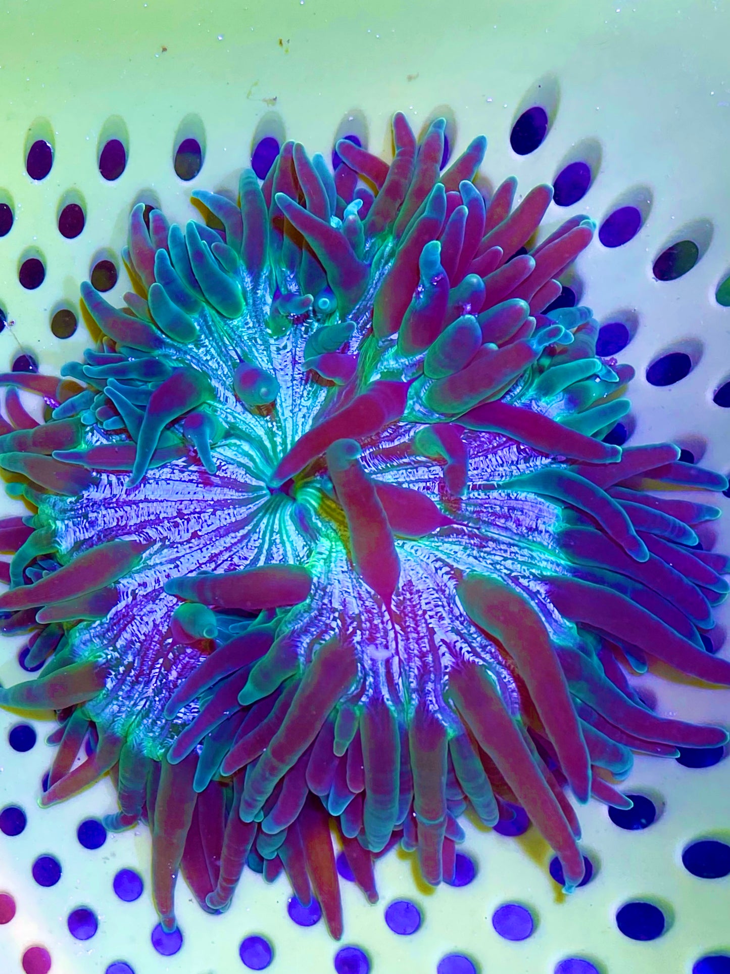 Long Tentacle Anemone Size S: 2" to 3"