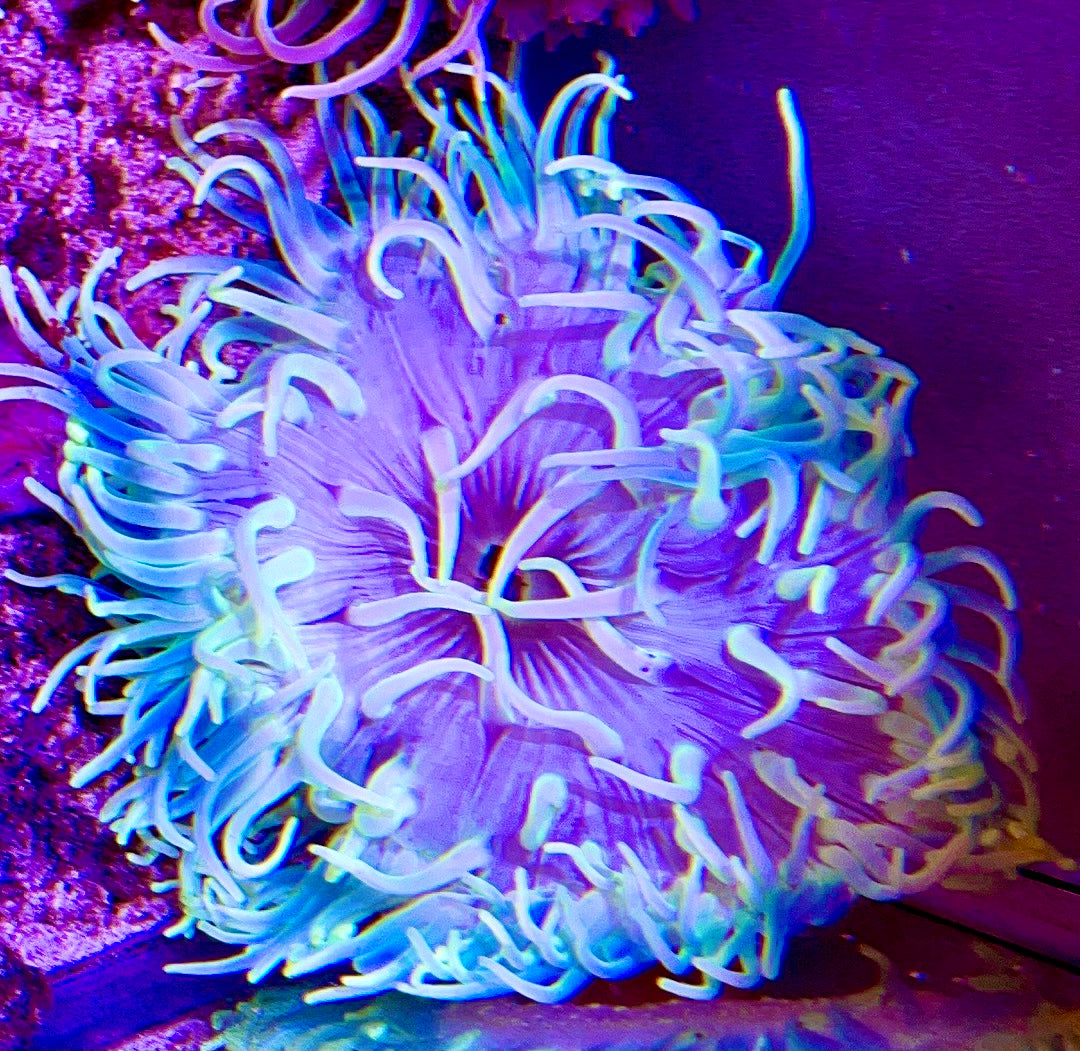 Long Tentacle Anemone Size S: 2" to 3"