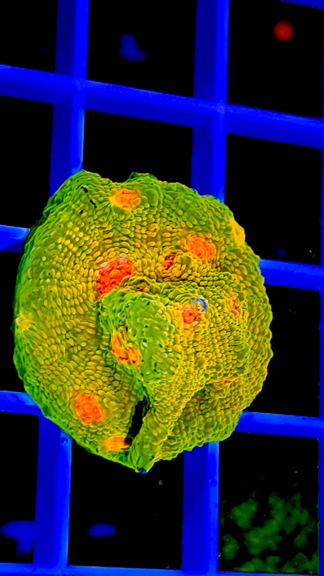 Mummy Eye Chalice Size : S 0.5" to 0.75" Diameter Approx.