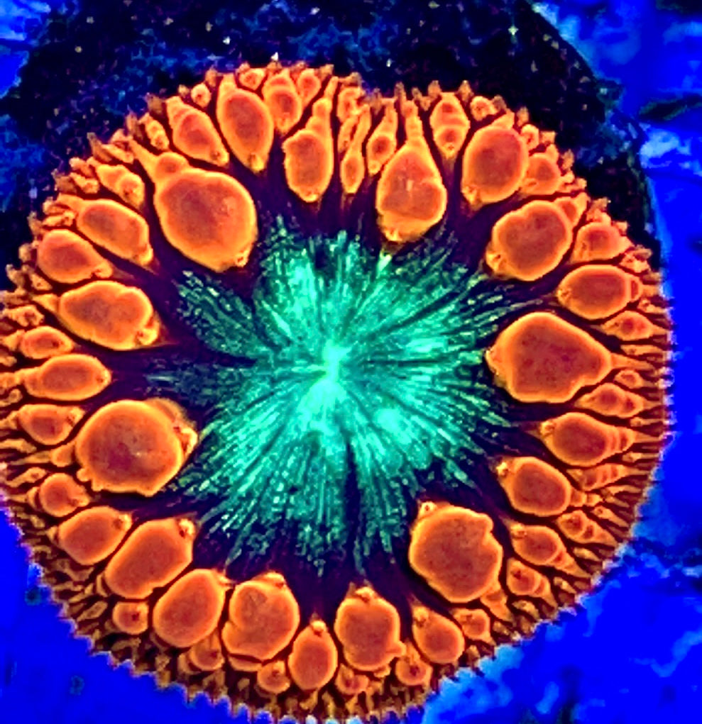 Red Rim Turquoise Eye Blasto