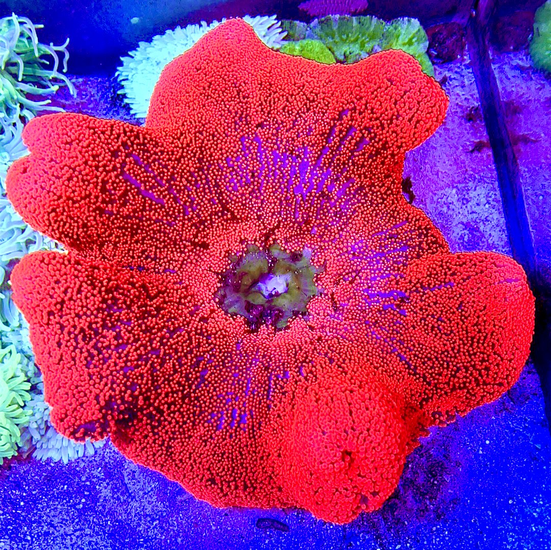 Red Carpet Anemone Size: S 3" to 4"