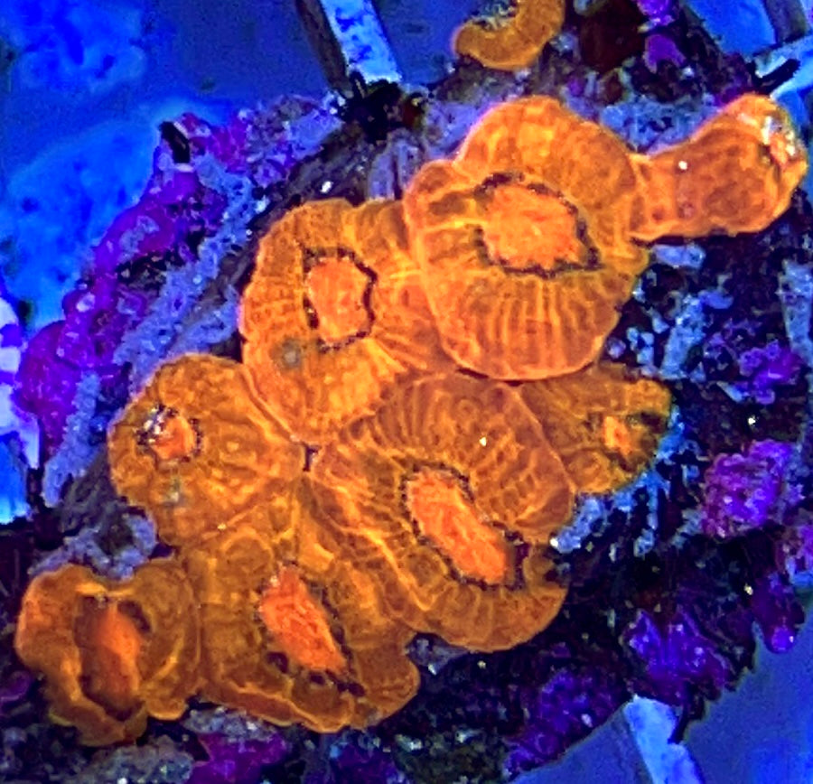 Micromussa Acan (Red)