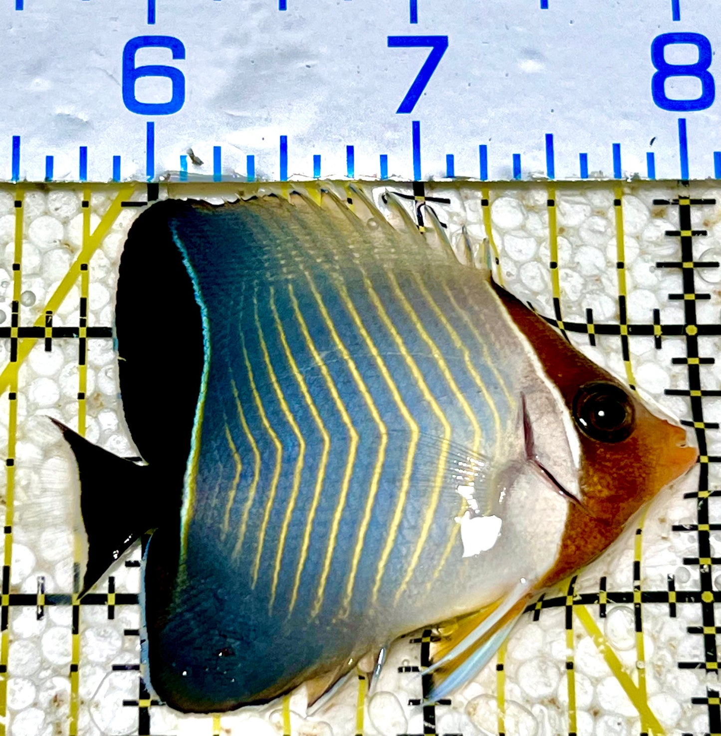 Larvatus Butterflyfish Size: XL 4" to 5"