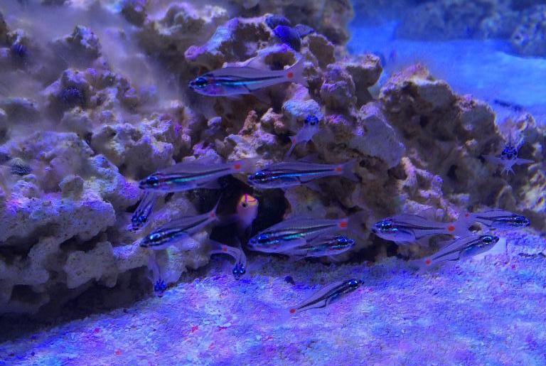 Red Spot Cardinal Fish - Violet Sea Fish and Coral