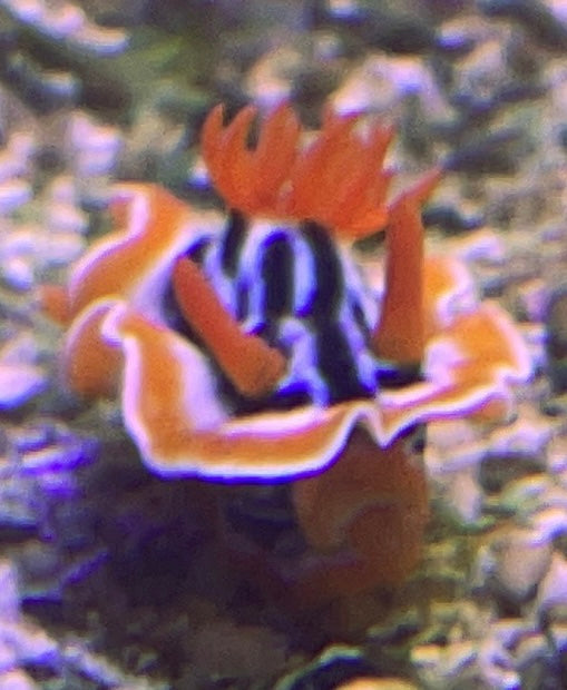 Blue Yellow Sea Slug