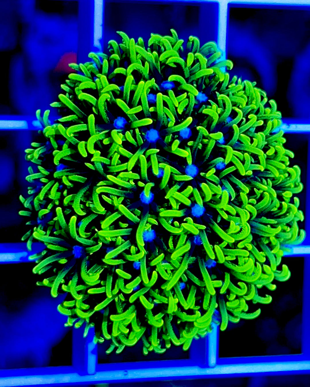 Metallic Green Star Polyp