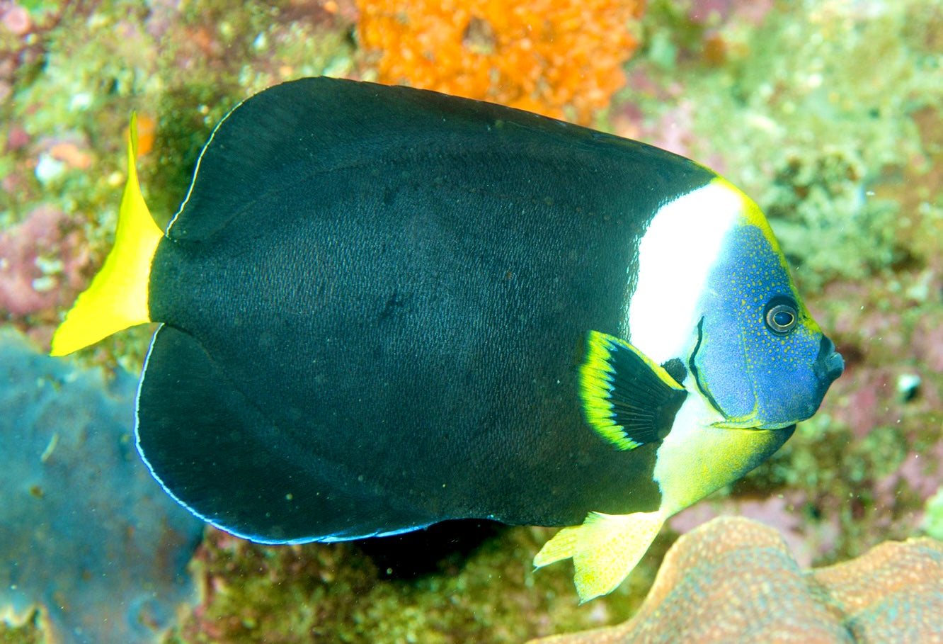 Personifer Angelfish Australia Sex: Male
