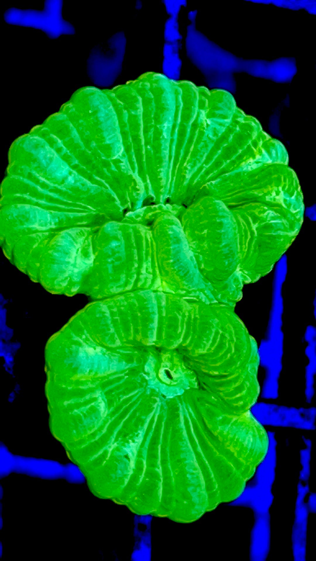 Kryptonite Candy Cane