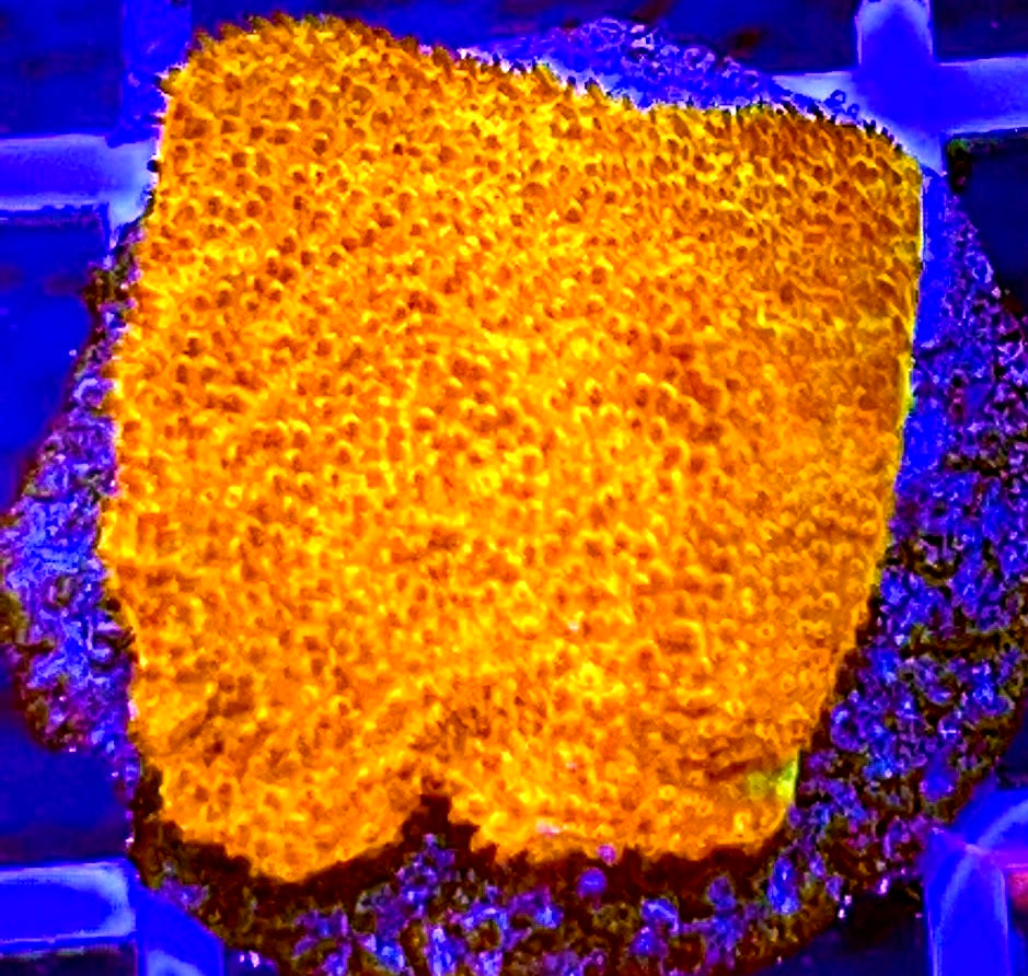 Watermelon Psammocora