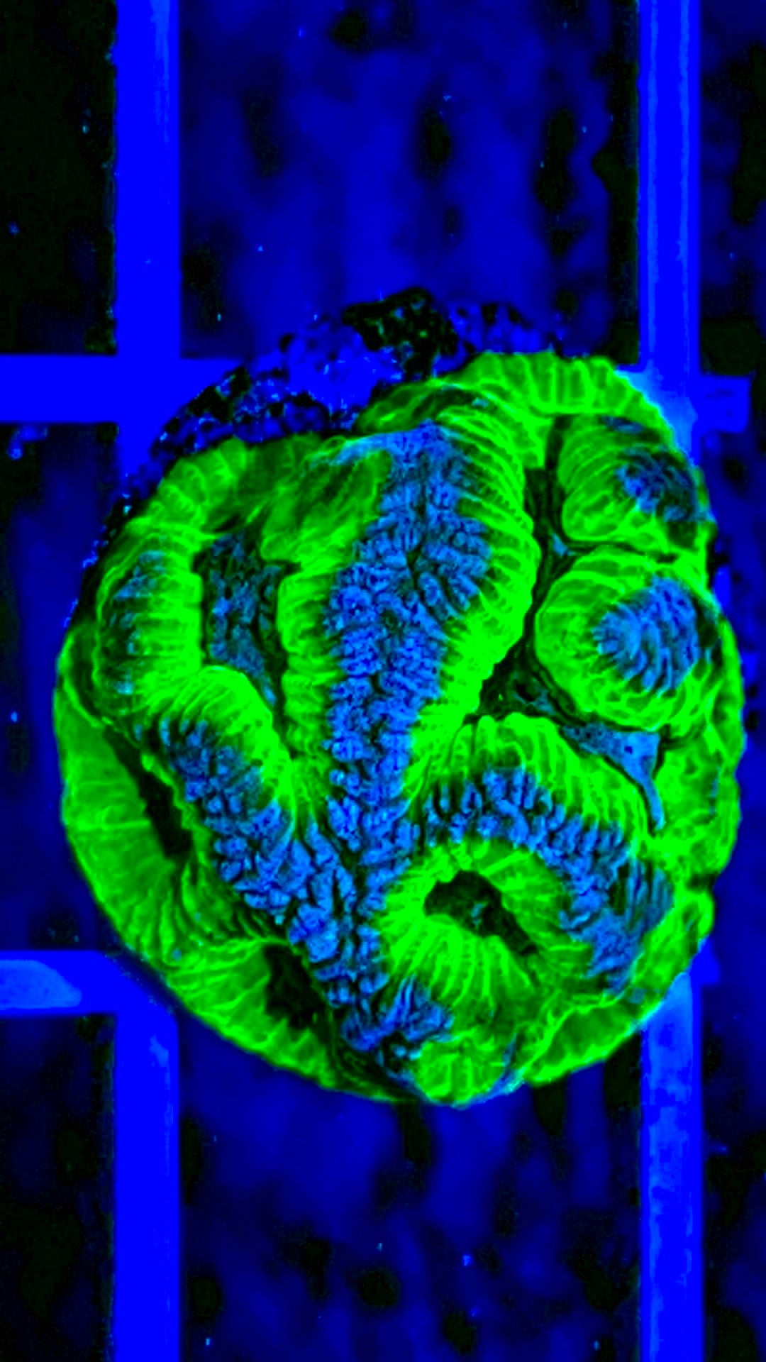 VA Gumball Goniastrea Maze